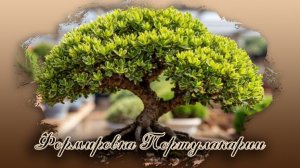 Формировка портулакарии АФРА вариегата 2 часть