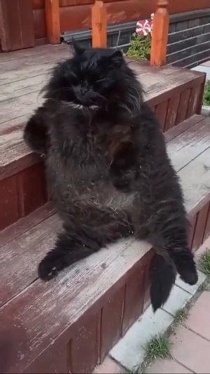 Клип @meowtaverse