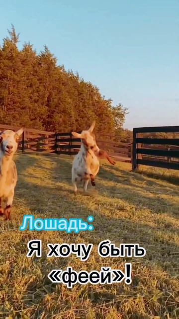 #equestrian #equestrianlife #horse #конныйблог #конныймир #конныйспорт #лошадки #лошади