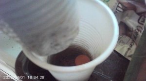 Обзор кабачкового растения сорта «Чёрный красавец» февральской посадки