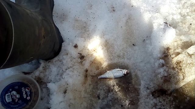 ПЕРВАЯ РЫБКА СЕЗОНА