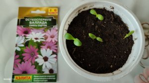 Почему не всходили семена остеоспермума? Всё оказалось очень просто