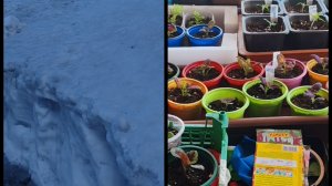 Сибирь. Снега много ещё. Достала клубни георгина)) Пикирую НЕМЕЗИЮ.