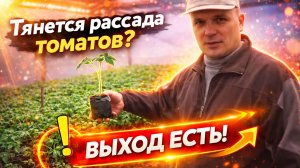 Тянется рассада томатов? Выход есть- сделайте так и рассада тянутся не будет!