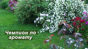 Жасмин мелколистный (чубушник земляничный)