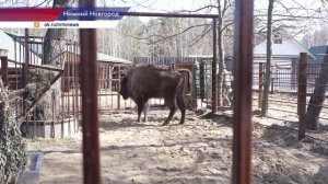 Самку зубра привезли из Республики Беларусь в зоопарк Нижнего Новгорода