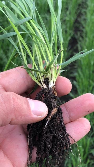 Эгилопс цилиндрический