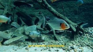 Вот почему в Бразилии выращивают миллионы пираний - причина вас удивит