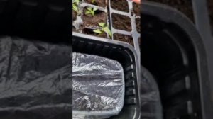 У нас дождь пошол