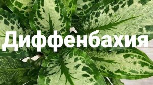Диффенбахия размножение новые горшки