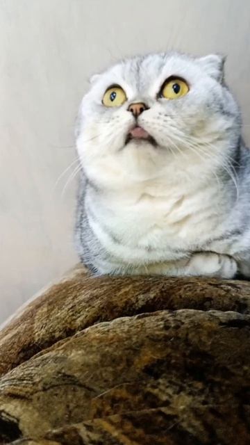 кабан или свинья 🐷😂😁😂