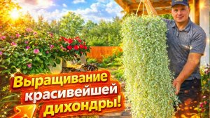Выращивание красивейшей дихондры Растениям три месяца- что делаем сейчас