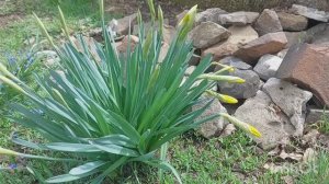 Подготовка бруса для теплицы / Рассаду  помидоров перевела в теплицу 30 апреля /