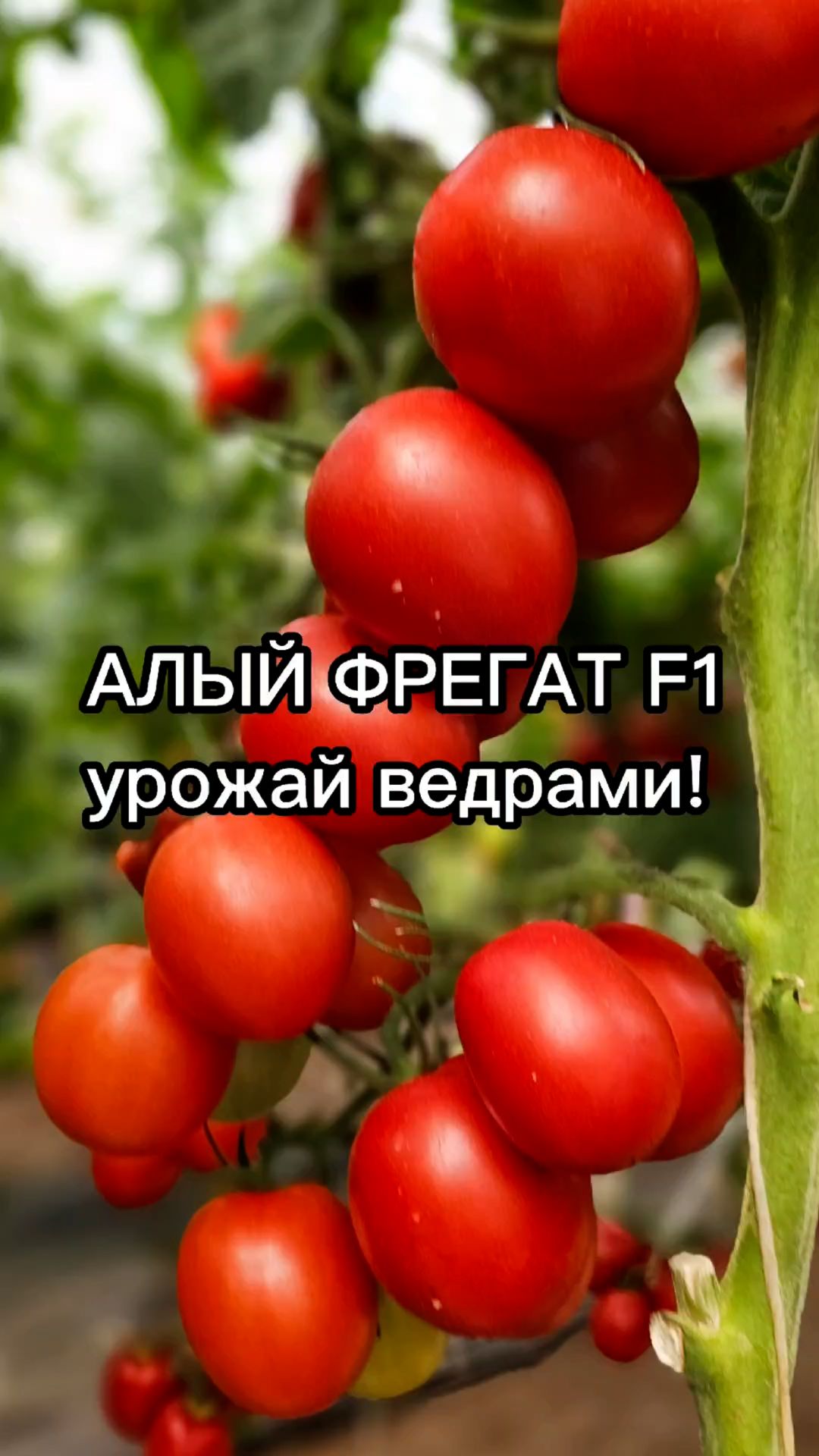 УРОЖАЙ ТОМАТОВ ВЕДРАМИ! Подходит для уборки кистями.