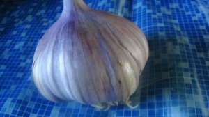 ЧЕСНОК 💥РАСТЕТ   💥  ГОРШОЧКИ  💥   ПОДПИШИСЬ