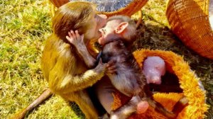 Я ПРОСТО В ШОКЕ от подвижности Николь! Они с Анфисой ИГРАЮТ В ДОГОНЯЛКИ!