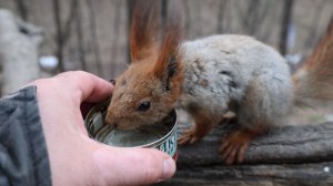Незнакомые белки. Зарисовка