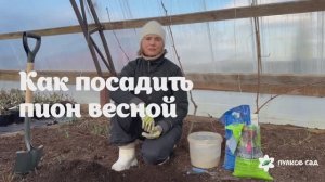 Как посадить пион весной