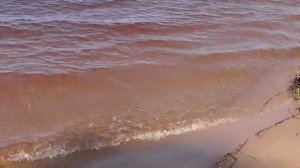 Конаковский бор-и-его-окрестности-18.05.2017