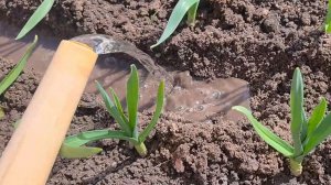 Чеснок не пожелтеет, если так подкормить его весной. Чем подкормить чеснок весной