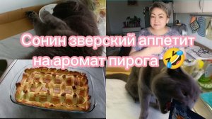Пироги с котятами))