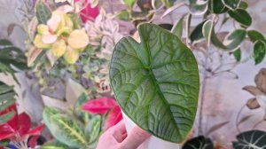 Пересадка растений на фитильный полив