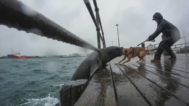 Эти Случаи С Животными Вы Запомните