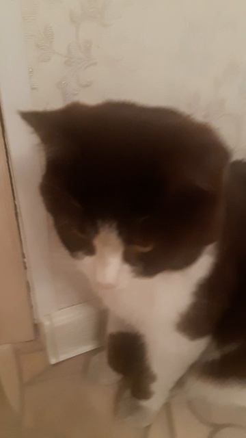 🐱кот спит на уроке 🐈🐾😴😴😴