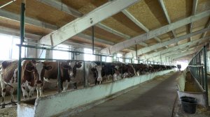 Как субсидии в Севастополе помогли увеличить производство молока в разы