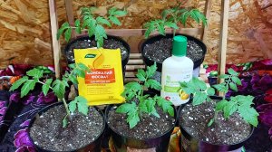 Первая подкормка рассады томатов после пикировки