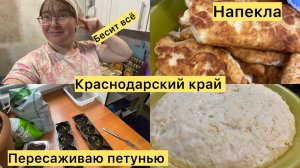 Купили дом на юге. Пересадила петунью. Нет настроения. Жарю пирожки. Жизнь на юге.