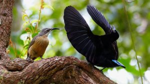 ПТИЦА, КОТОРУЮ НЕВОЗМОЖНО ЗАБЫТЬ / ЩИТОНОСНАЯ РАЙСКАЯ ПТИЦА ВИКТОРИИ