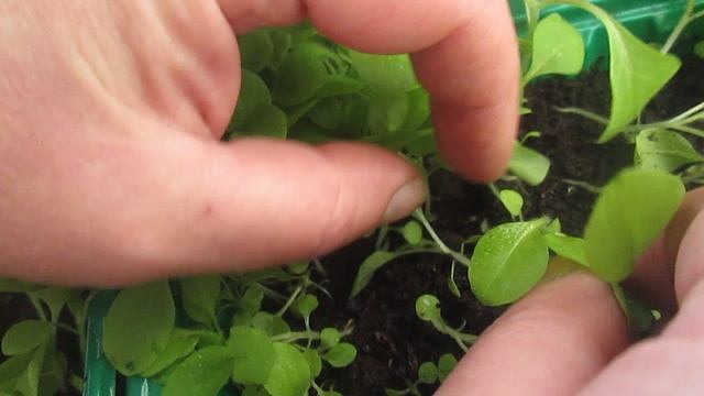 Как проредить табак.