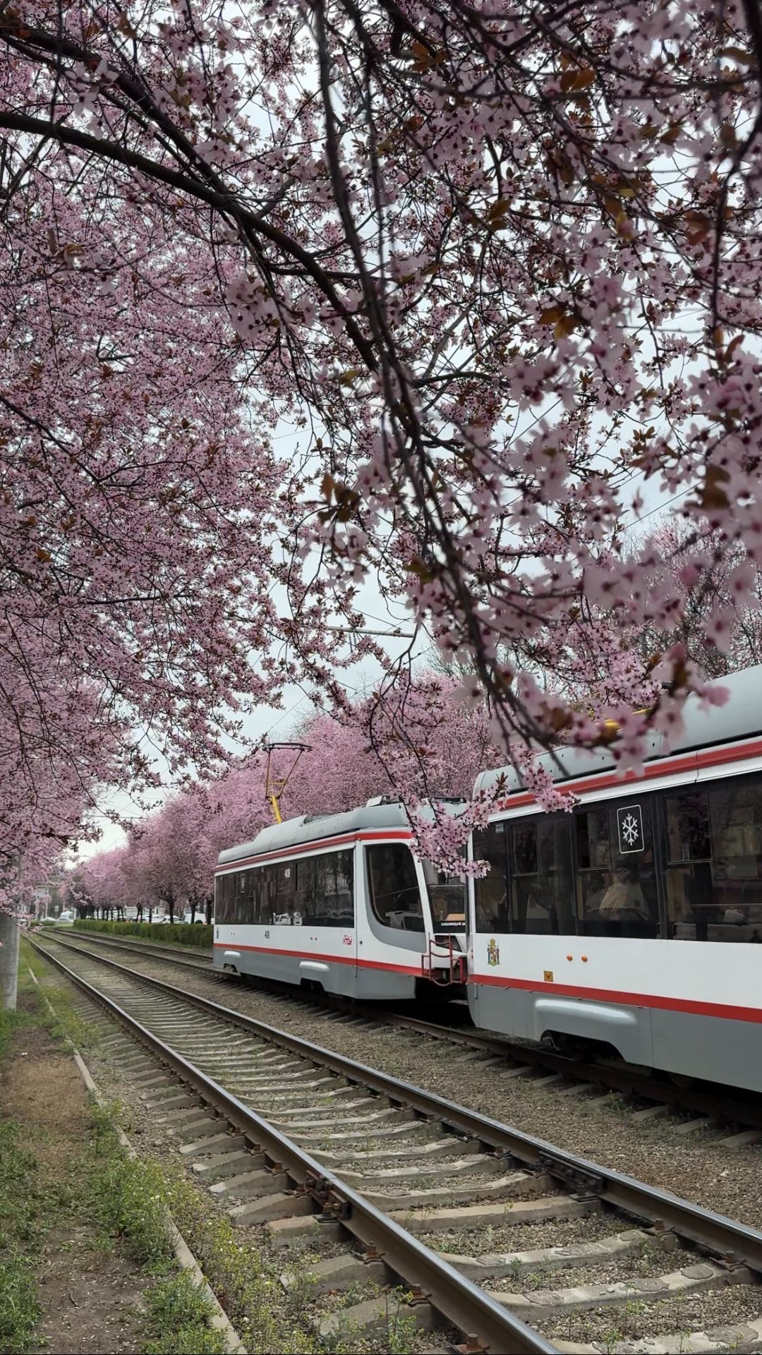 Цветущий Краснодар, от которого невозможно оторваться