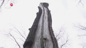 Хранители таганрогской дубовой рощи