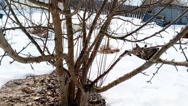 Привожу деревья в порядок