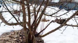 Привожу деревья в порядок