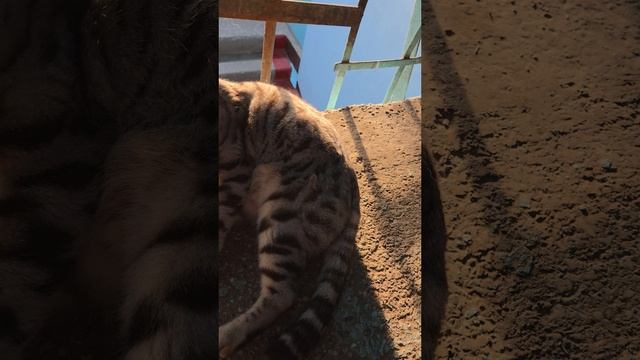 Какая порода кошки?