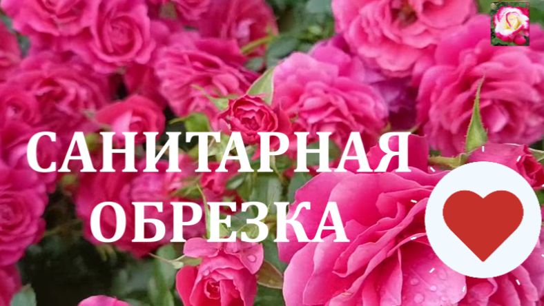 САНИТАРНАЯ ОБРЕЗКА РОЗ