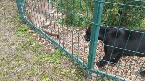 Пума и Пантеры.