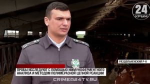 Как в Крыму следят за здоровьем крупного рогатого скота?