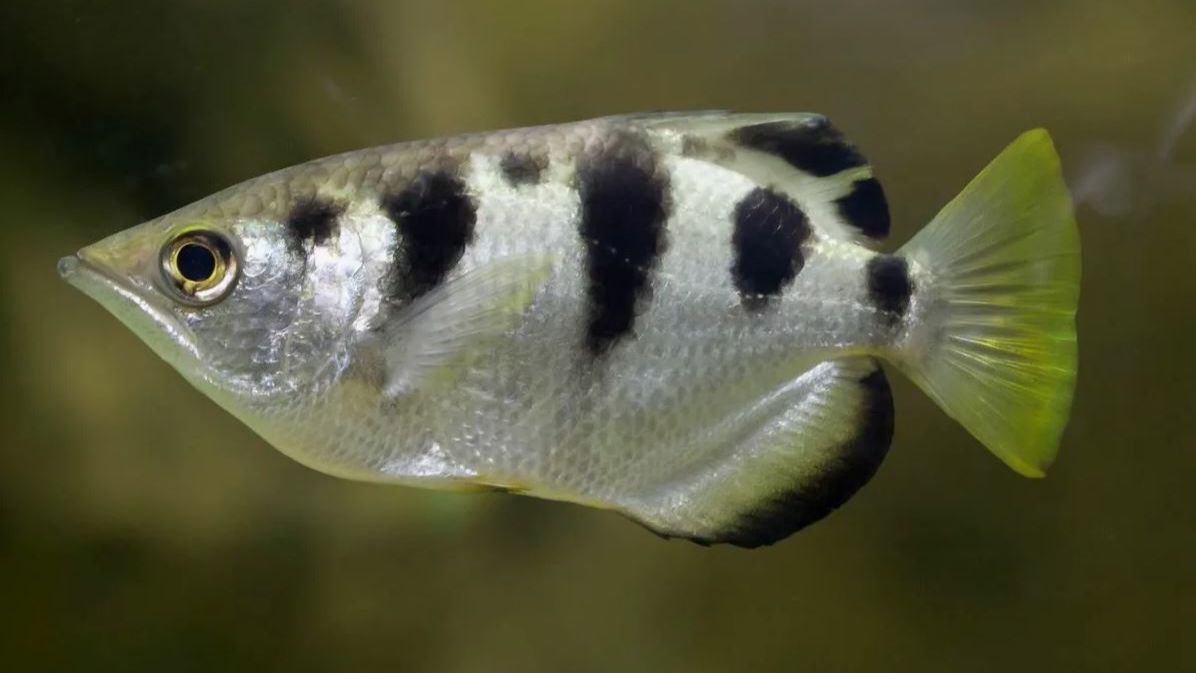 Тот самый плевок, после которого уже не до шуток/Рыба, которая знает физику лучше вас/ рыба брызгун