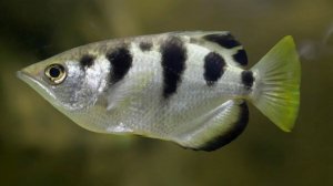 Тот самый плевок, после которого уже не до шуток/Рыба, которая знает физику лучше вас/ рыба брызгун