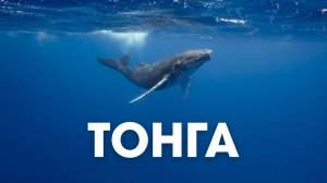 Тихий океан без маски: фридайвинг в королевстве Тонга