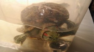 рома😅🤣😂😁😆😀😃😄🤭👍🤝✋🤩😍🥰😇😊😉🙂😚🤗🐢