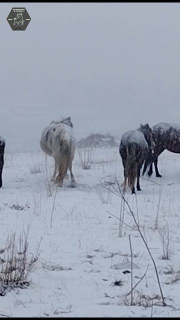 Кони зимой Ролик. Экоферма Кунцалу. Дагестана