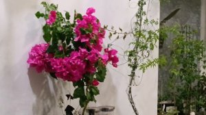 🌺🌺🌺🌺🌺🌿🌷