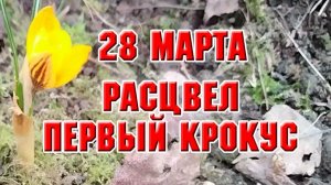 28 марта. Расцвел первый крокус. Сад после дождя