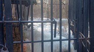 1000016275.mp4 Прогулка в Новосибирском зоопарке. Вот и пережили зиму.