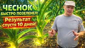 После этой подкормки чеснок быстро позеленел результат через 10 дней